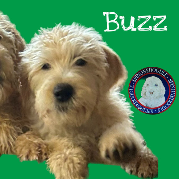 Buzz - Spinonedoodle (TM) Male Puppy CKC Registrable