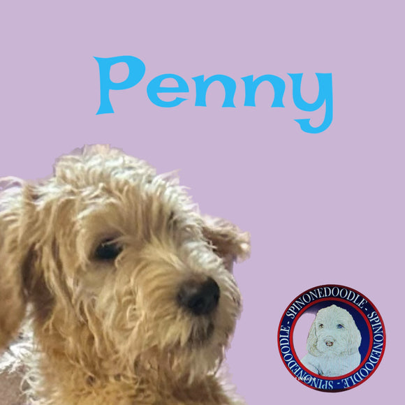 PENNY - SPINONEDOODLE (TM) Female Puppy- CKC REGISTRABLE