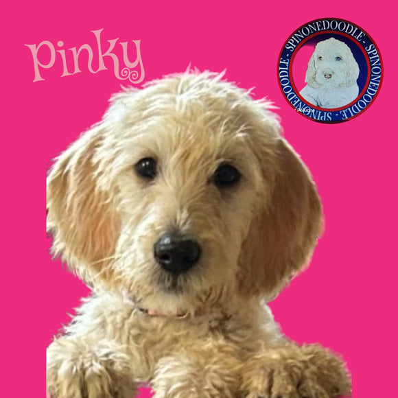 PINKY -SPINONEDOODLE (TM) Female Puppy- CKC REGISTRABLE