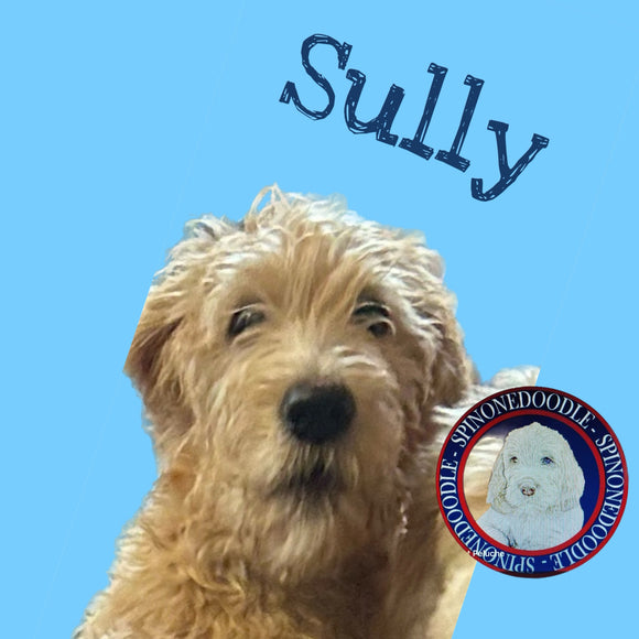 SULLY - SPINONEDOODLE (TM) Male Puppy - CKC REGISTRABLE