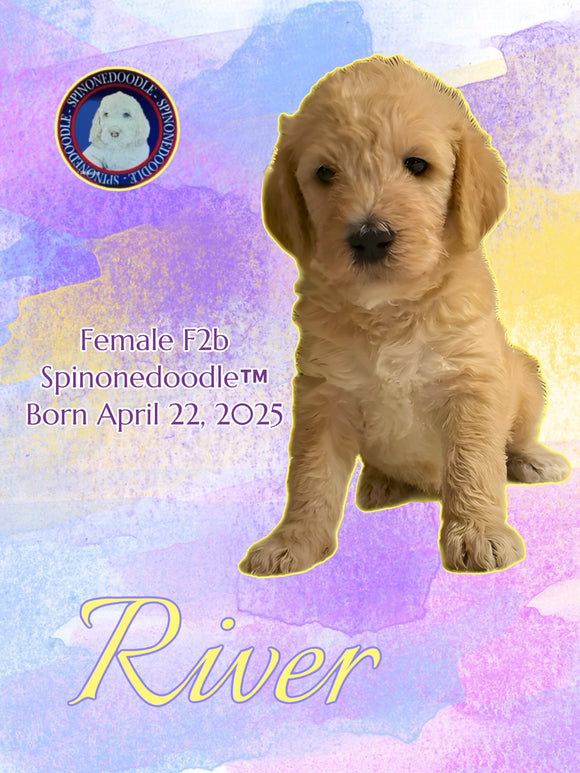 RIVER - F2b SPINONEDOODLE (TM) Female Puppy- CKC REGISTRABLE