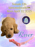 RIVER - F2b SPINONEDOODLE (TM) Female Puppy- CKC REGISTRABLE
