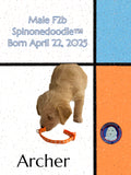 ARCHER- F2B-SPINONEDOODLE (TM) Male Puppy- CKC REGISTRABLE (Copy) (Copy) (Copy)