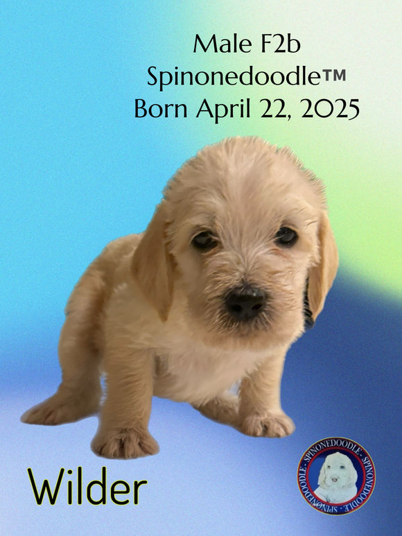 WILDER - F2B-SPINONEDOODLE (TM) Male Puppy- CKC REGISTRABLE (Copy)