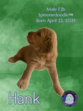 HANK- F2B-SPINONEDOODLE (TM) Male Puppy- CKC REGISTRABLE (Copy) (Copy) (Copy) (Copy)