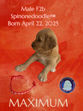 MAXIMUM - F2B-SPINONEDOODLE (TM) Male Puppy- CKC REGISTRABLE