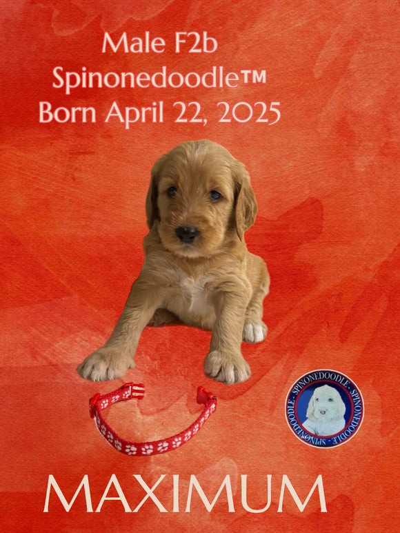 MAXIMUM - F2B-SPINONEDOODLE (TM) Male Puppy- CKC REGISTRABLE
