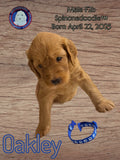 OAKLEY - F2B-SPINONEDOODLE (TM) Male Puppy- CKC REGISTRABLE (Copy) (Copy) (Copy) (Copy) (Copy)