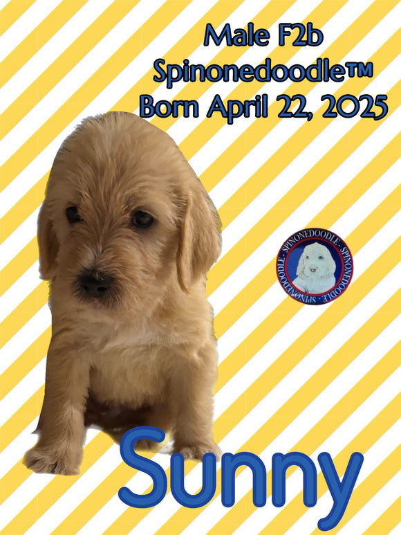 SUNNY- F2B-SPINONEDOODLE (TM) Male Puppy- CKC REGISTRABLE (Copy) (Copy)