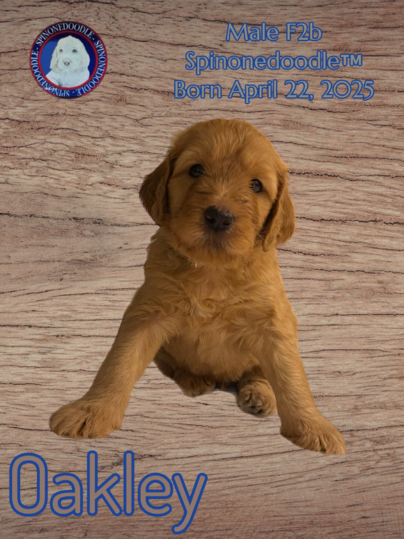OAKLEY - F2B-SPINONEDOODLE (TM) Male Puppy- CKC REGISTRABLE (Copy) (Copy) (Copy) (Copy) (Copy)