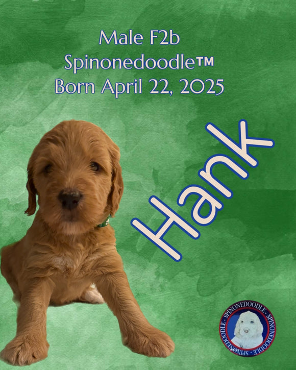 HANK- F2B-SPINONEDOODLE (TM) Male Puppy- CKC REGISTRABLE (Copy) (Copy) (Copy) (Copy)