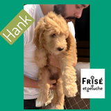 WILDER - F2B-SPINONEDOODLE (TM) Male Puppy- CKC REGISTRABLE (Copy)
