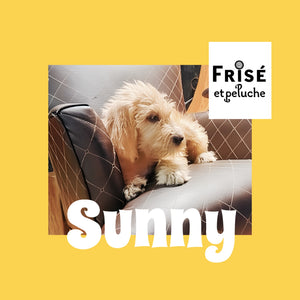 SUNNY- F2B-SPINONEDOODLE (TM) Male Puppy- CKC REGISTRABLE (Copy) (Copy)