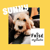SUNNY- F2B-SPINONEDOODLE (TM) Male Puppy- CKC REGISTRABLE (Copy) (Copy)