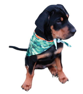 Dog wearing camo bandana
